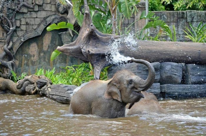 Australia Zoo Elephants