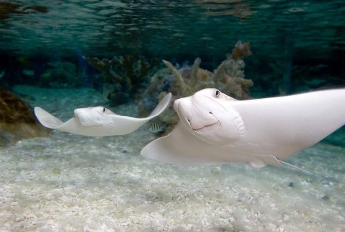 Sea Life Bay of Rays