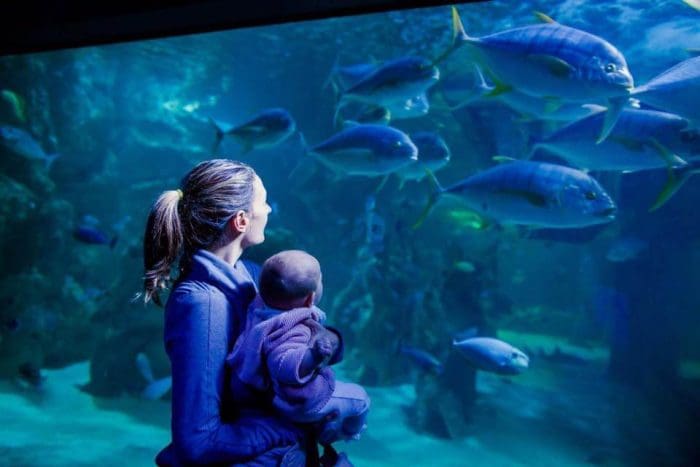 Sea Life Sunshine Coast