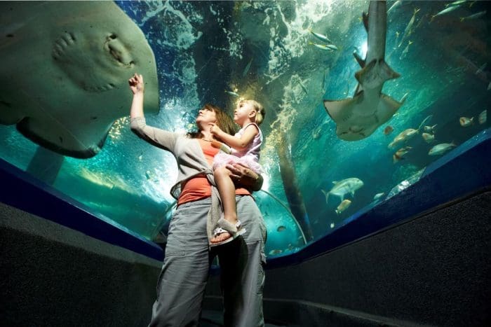 Sea Life Kid Activities