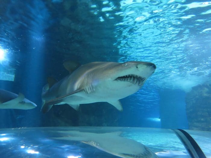 Sea Life Sharks