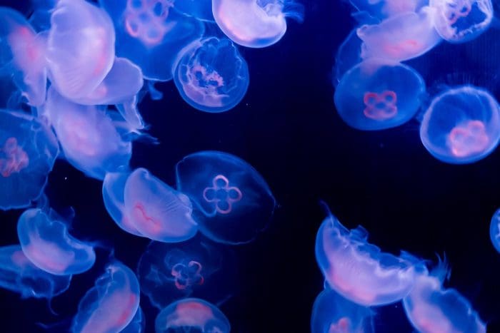 Sea Life Jellyfish