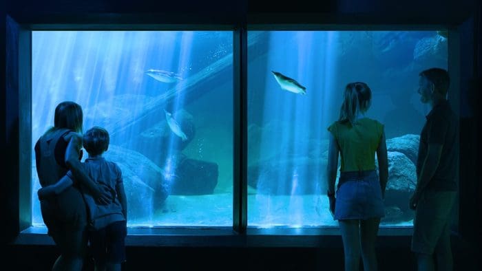Sea Life Sunshine Coast experience