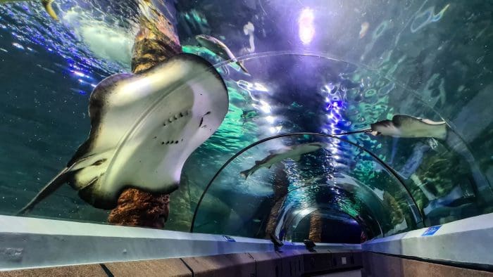 Underwater World At Sea Life Sunshine Coast Aquarium